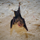Cuban greater funnel-eared bat.